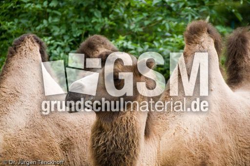 Kamel (8 von 108).jpg